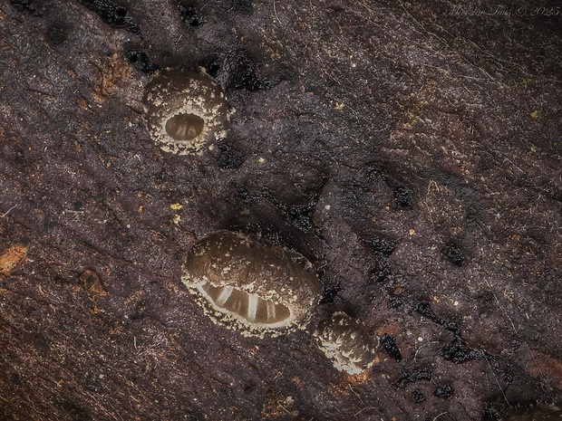 lastúrka Hohenbuehelia cyphelliformis (Berk.) O.K. Mill.