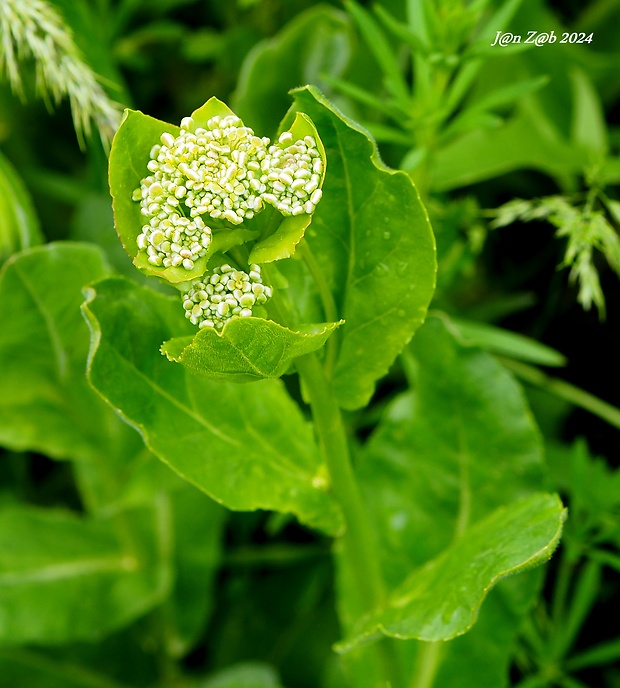 žerucha Lepidium chalepense L.