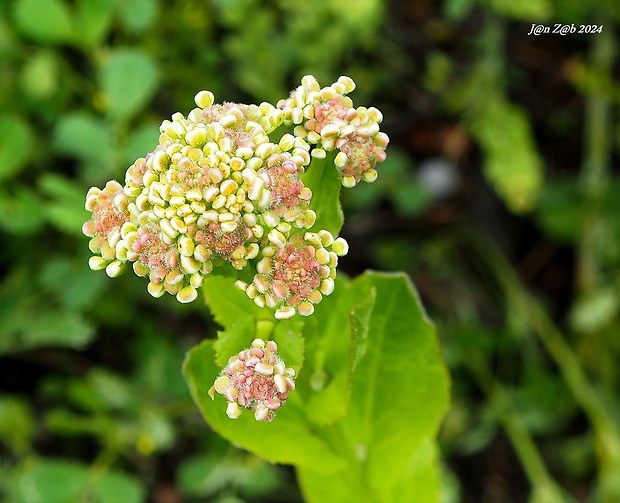 žerucha Lepidium chalepense L.