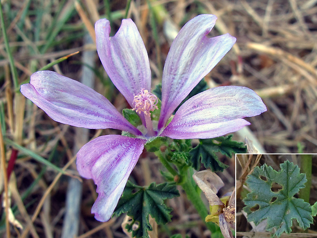 slez lesný Malva cf. sylvestris L.