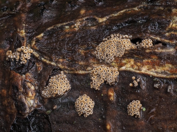 padrobnica Merismodes sp.