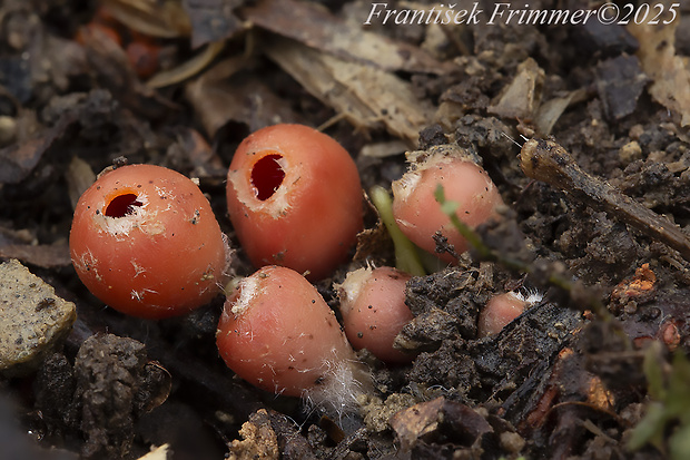 ohnivček zimný Microstoma protractum (Fr.) Kanouse