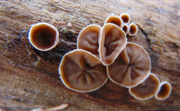 škľabka plstnatá Schizophyllum amplum (Lév.) Nakasone