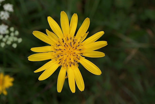 kozobrada lúčna Tragopogon pratensis L.