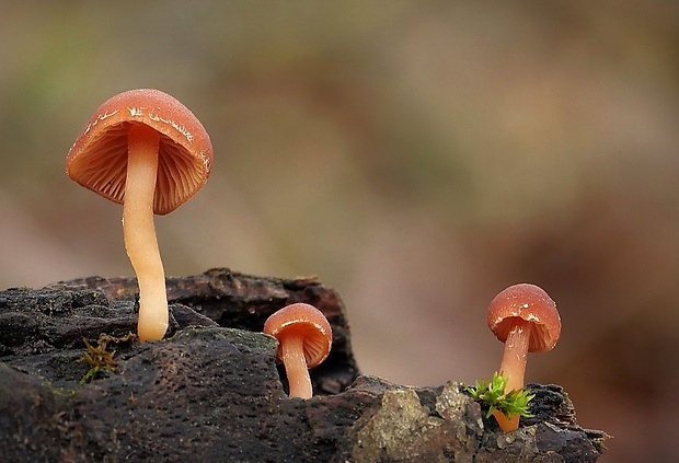 smeťovka zimná Tubaria furfuracea (Pers.) Gillet