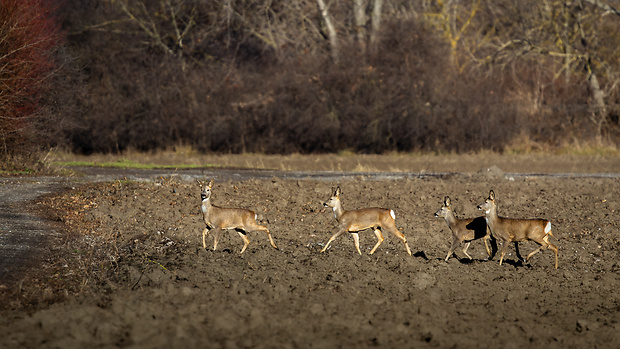 srna lesná Capreolus capreolus