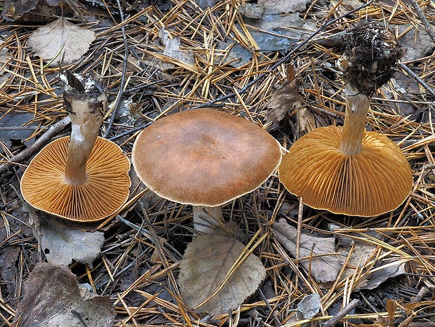 pavučinovec masliakový Cortinarius parasuillus Reumaux