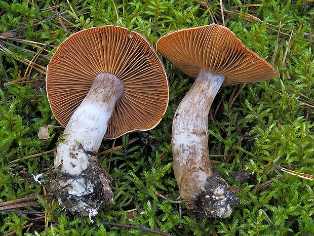 pavučinovec masliakový Cortinarius parasuillus Reumaux