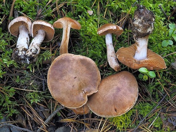 pavučinovec masliakový Cortinarius parasuillus Reumaux