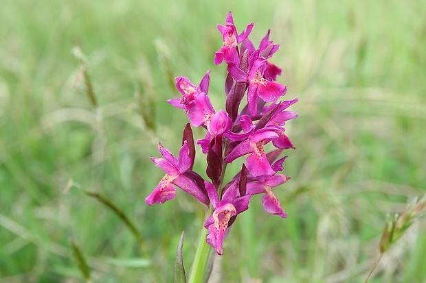 vstavačovec bazový Dactylorhiza sambucina (L.) Soó