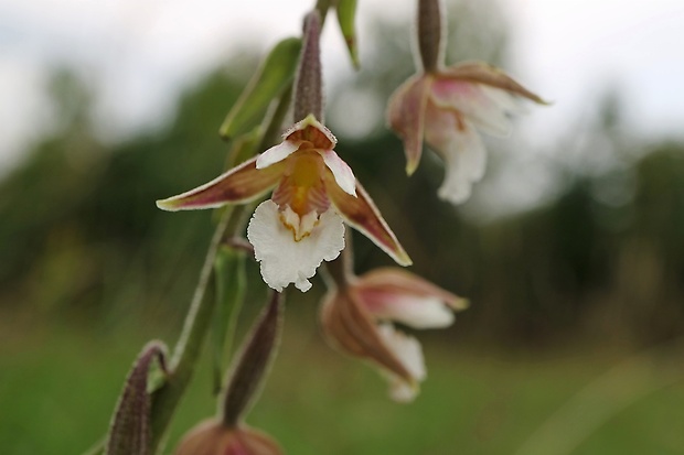 kruštík močiarny Epipactis palustris (L.) Crantz