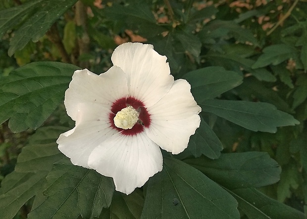 ibištek sýrsky Hibiscus syriacus L.