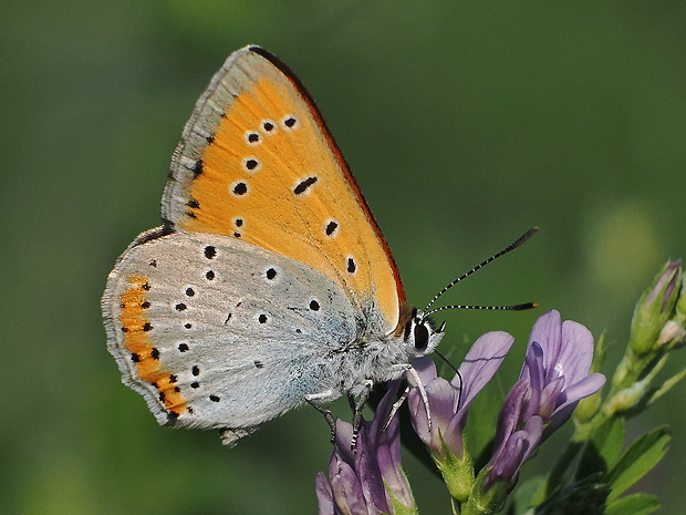 ohniváčik veľký Lycaena dispar