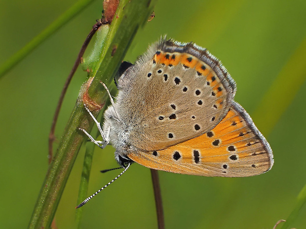 ohniváčik štiavový Lycaena hippothoe