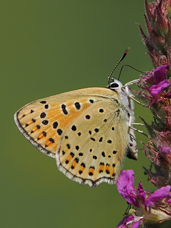 ohniváčik čiernoškvrnný Lycaena tityrus