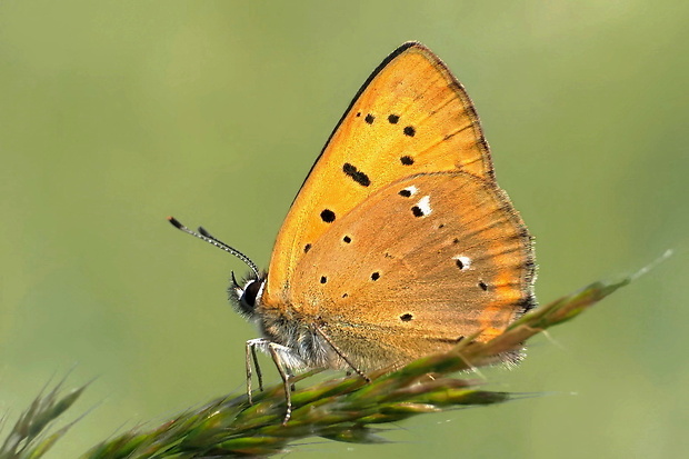 ohniváčik zlatobyľový Lycaena virgaureae