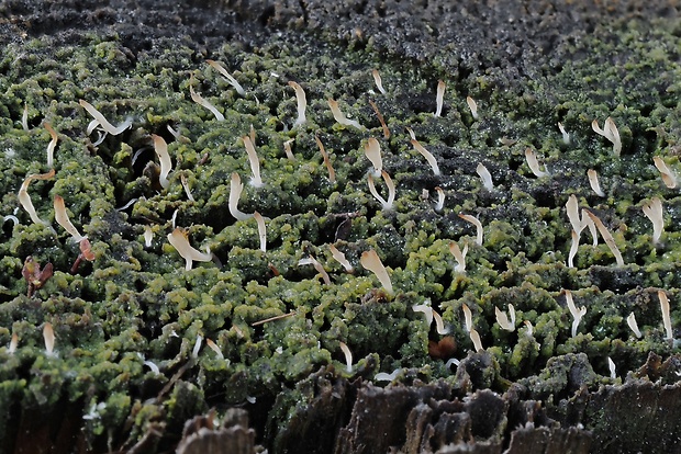 lentária slizká Multiclavula mucida (Pers.) R.H. Petersen