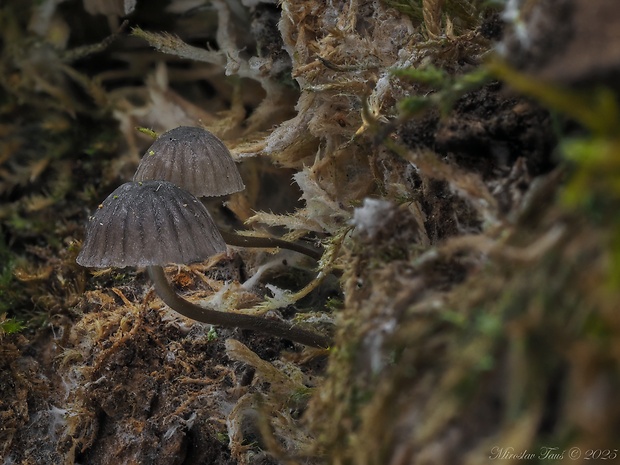 prilbička modrosivá Mycena pseudocorticola Kühner