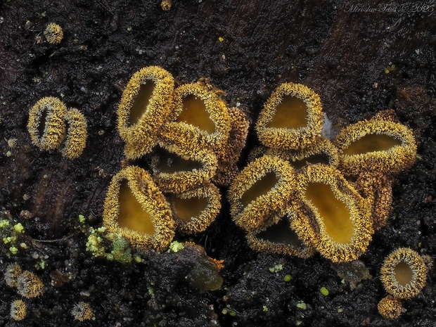 lachnetka vosková Neodasyscypha cerina (Pers.) Spooner