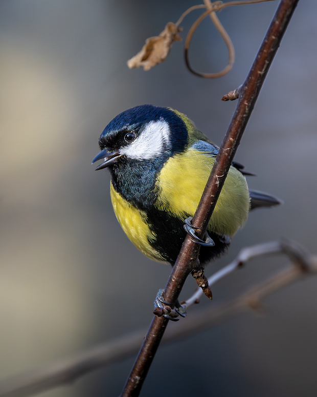 sykorka bielolica Parus major