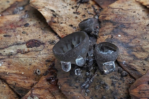 jahňadka smreková Rutstroemia bulgarioides (P. Karst.) P. Karst.