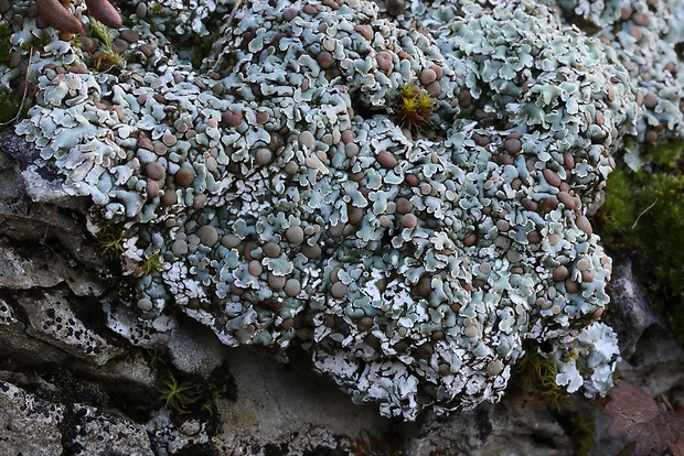 skvamarína chrupkovitá Squamarina cartilaginea var. cartilaginea (With.) P. James