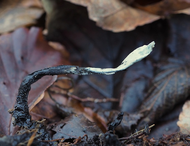 drevnatec štíhly Xylaria longipes Nitschke