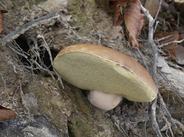 hríb smrekový Boletus edulis Bull.