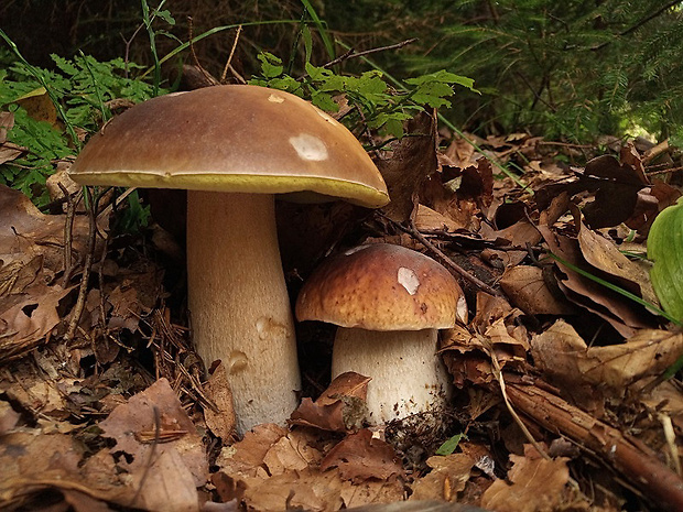 hríb smrekový Boletus edulis Bull.