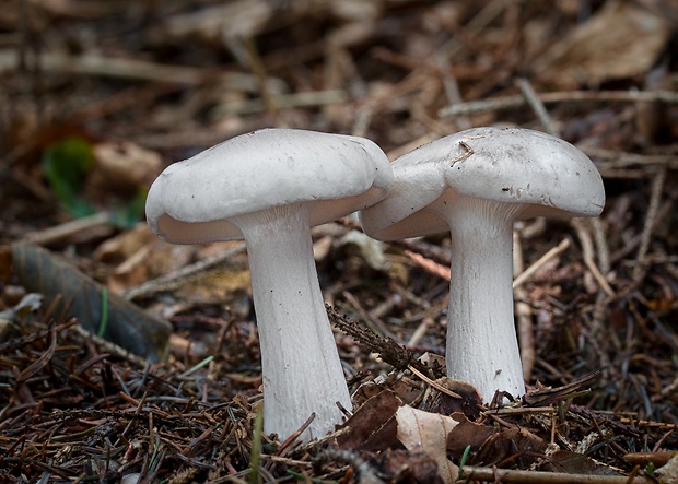 strmuľka inovaťová Clitocybe nebularis (Batsch) P. Kumm.