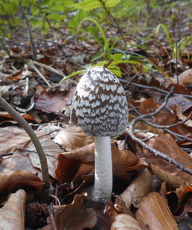 hnojník strakatý Coprinopsis picacea (Bull.) Redhead, Vilgalys & Moncalvo