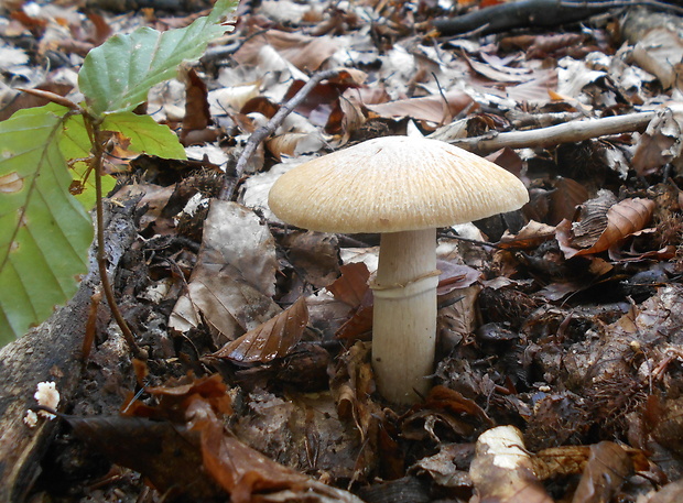 pavučinovec inovaťový Cortinarius caperatus (Pers.) Fr.