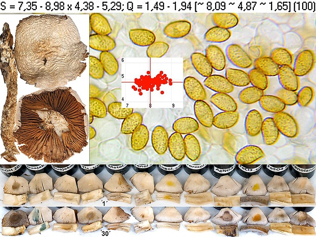 pavučinovec bielomodrý Cortinarius paralbocyaneus Eyssart.