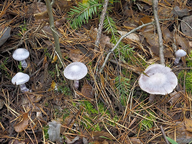 pavučinovec bielomodrý Cortinarius paralbocyaneus Eyssart.