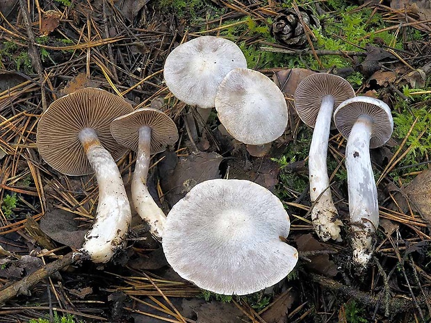 pavučinovec bielomodrý Cortinarius paralbocyaneus Eyssart.