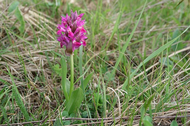 vstavačovec bazový Dactylorhiza sambucina (L.) Soó