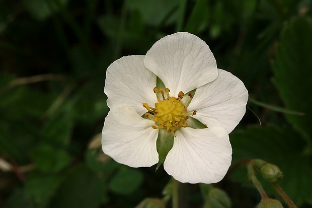 jahoda obyčajná Fragaria vesca L.