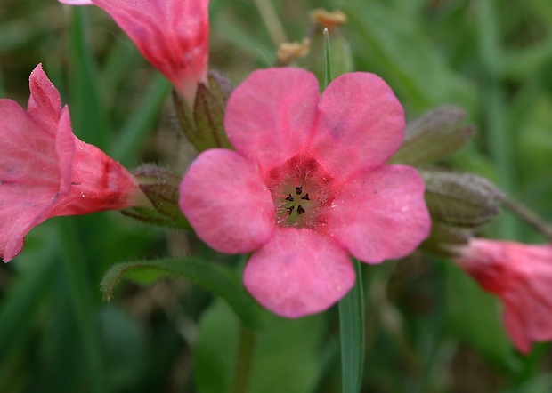 pľúcnik Pulmonaria sp.