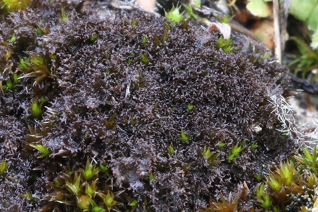 napúchavec lalôčkatý Scytinium lichenoides (L.) Otálora, P.M. Jørg. & Wedin