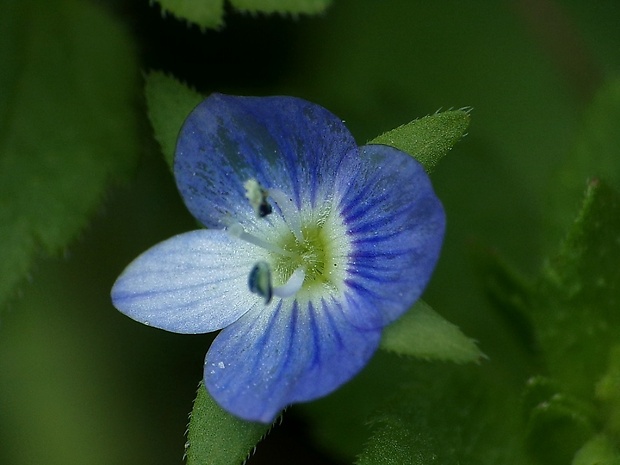 veronika Veronica sp.