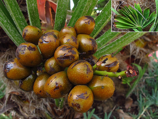 arekovité Arecaceae fam.