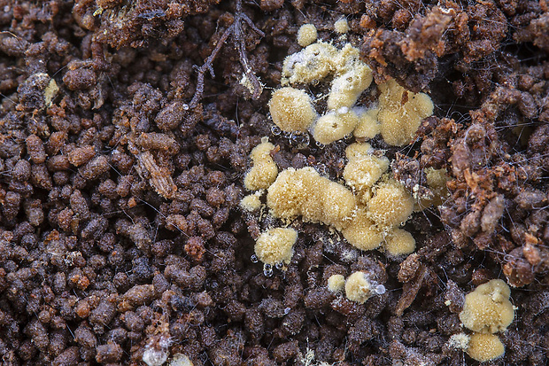 sieťovník  Botryobasidium aureum Parmasto