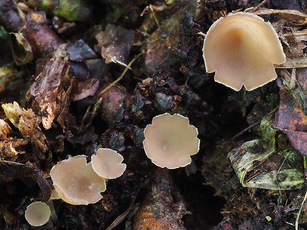 jahňadka Ciboria sp.