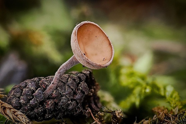 jahňadka Ciboria sp.