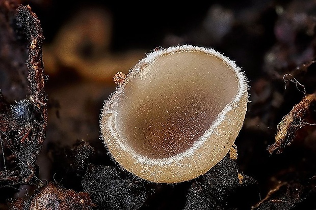 jahňadka Ciboria sp.