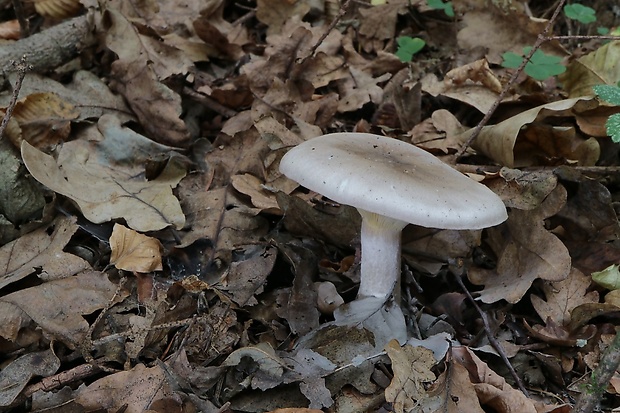 strmuľka inovaťová Clitocybe nebularis (Batsch) P. Kumm.