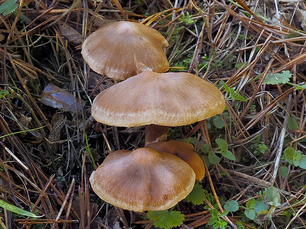 pavučinovec kužeľový Cortinarius conicus (Velen.) Rob. Henry