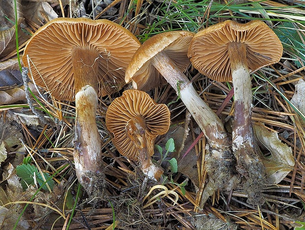 pavučinovec kužeľový Cortinarius conicus (Velen.) Rob. Henry