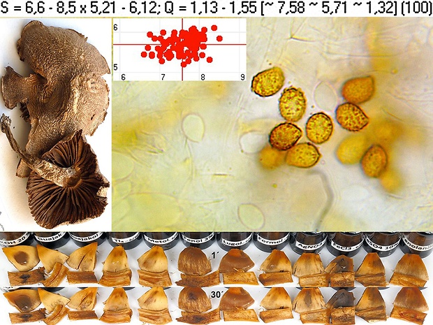 pavučinovec polovoňavý Cortinarius semiodoratus Rob. Henry