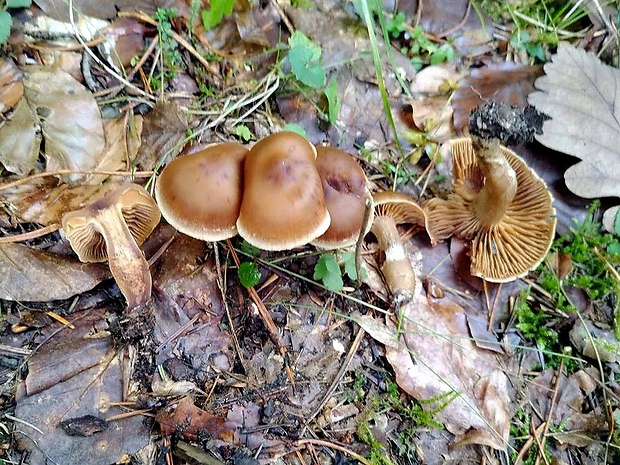 pavučinovec polovoňavý Cortinarius semiodoratus Rob. Henry